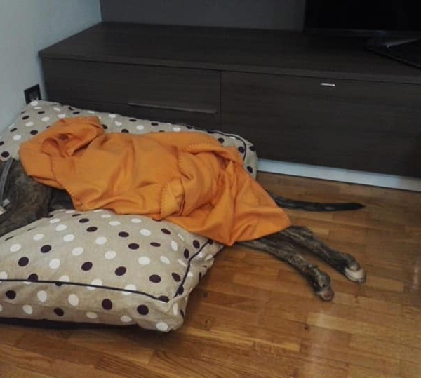 Trueno, relajado y feliz.