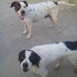 Se buscan casas de acogida o adoptantes.