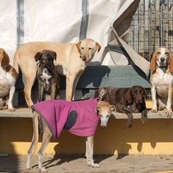 Jornada de puertas abiertas en El Arca de Santi.