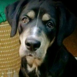 Nos piden ayuda para Portos.