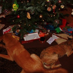 Gotham y Chakala disfrutando de la navidad.