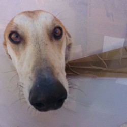 Tako está recién operado y viviendo en la protectora.