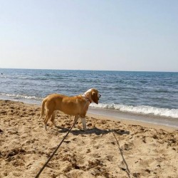 Carlin en la playa!!